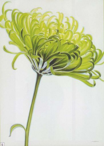Obrazy  APJ Green Chrysanthemum, Annemarie Peter-Jaumann