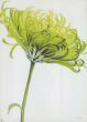 Obrazy  APJ Green Chrysanthemum