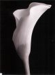 Obrazy  HM Monochrome Calla