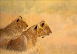 Reprodukce - Etno - Panthera leo