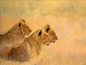 Reprodukce - Etno - Panthera leo, Danielle Beck