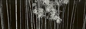 Reprodukce - Fotografie - Bamboo - China, Helmut Hirler
