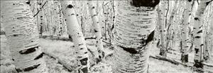 Reprodukce - Fotografie - Dixie National Forest - Utah - USA, Helmut Hirler