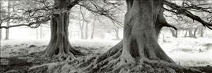 Reprodukce - Fotografie - Exmoor - Devon - England, Helmut Hirler