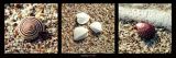 Reprodukce - Fotografie - Galets / Coquillages sur sable