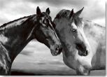 Reprodukce - Fotografie - Horse Portrait
