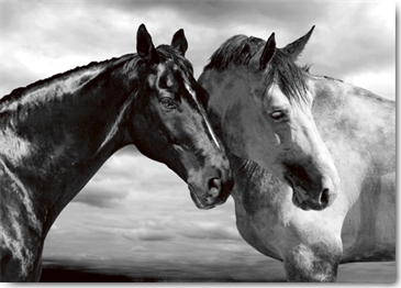 Reprodukce - Fotografie - Horse Portrait, Jorge Llovet