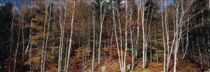 Reprodukce - Fotografie - KR / Birch Grove, Nova Scotia, Axel M. Mosler