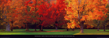 Reprodukce - Fotografie Krajin - Maple Trees in Autumn, Tom Mackie