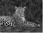 Reprodukce - Fotografie - Leopard Portrait