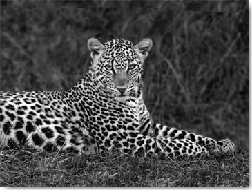Reprodukce - Fotografie - Leopard Portrait, Xavier Ortega