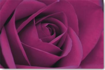 Reprodukce - Fotografie - Persian Purple Rose, John Harper