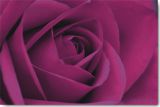 Reprodukce - Fotografie - Persian Purple Rose