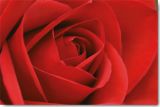 Reprodukce - Fotografie - Persian Red Rose