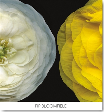 Reprodukce - Fotografie - Ranunculus Right, Pip Bloomfield