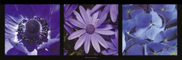 Reprodukce - Fotografie - Trio / Harmonie bleue, Pinsard