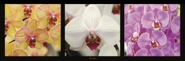 Reprodukce - Fotografie - Trio / Orchidées, Pinsard