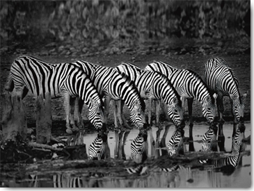 Reprodukce - Fotografie - Zebras Reflection, Xavier Ortega