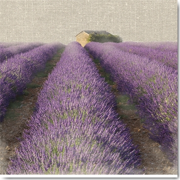 Reprodukce - Krajiny - Lavender Field, Bret Straehling