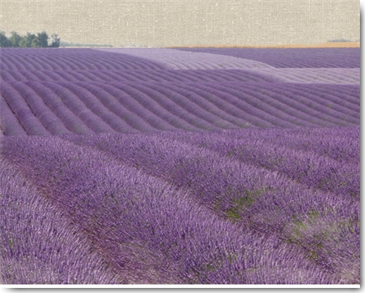 Reprodukce - Krajiny - Lavender on Linen 1, Bret Straehling