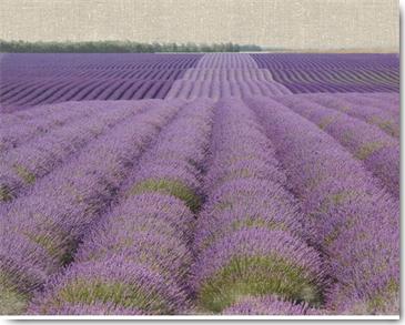 Reprodukce - Krajiny - Lavender on Linen 2, Bret Straehling
