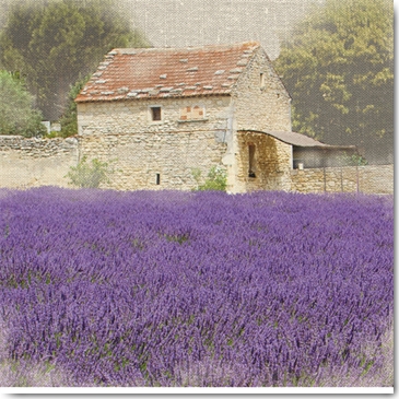 Reprodukce - Krajiny - Tuscan Lavender, Bret Straehling