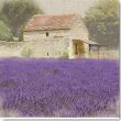 Reprodukce - Krajiny - Tuscan Lavender