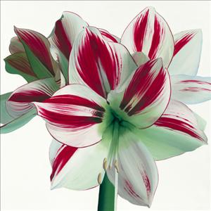 Reprodukce - Květiny - Amaryllis, Stephanie Andrew