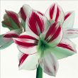 Reprodukce - Květiny - Amaryllis