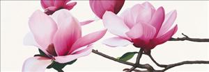 Reprodukce - Květiny - Apollo I (Magnolia), Stephanie Andrew