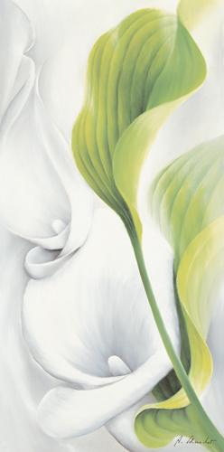 Reprodukce - Květiny - Calla II, Annette Schmucker