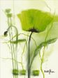 Reprodukce - Květiny - Coquelicot vert II
