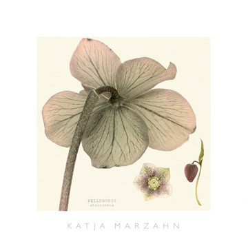 Reprodukce - Květiny - Hellebore II, Katja Marzahn