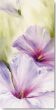 Reprodukce - Květiny - Hibiscus