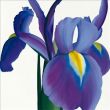 Reprodukce - Květiny - Iris