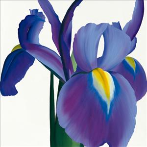 Reprodukce - Květiny - Iris, Stephanie Andrew