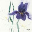 Reprodukce - Květiny - Iris II