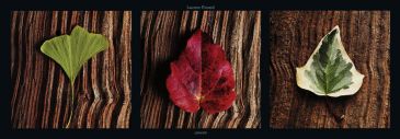 Reprodukce - Květiny - Leaves, Laurent Pinsard