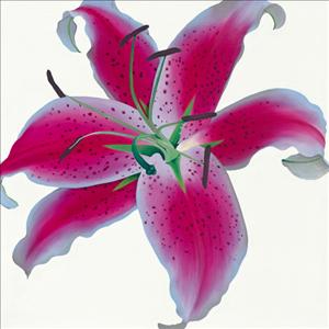 Reprodukce - Květiny - Lily, Stephanie Andrew