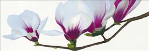 Reprodukce - Květiny - Magnolia, Stephanie Andrew