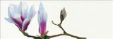 Reprodukce - Květiny - Magnolia solitaire