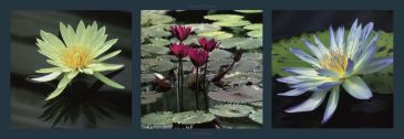 Reprodukce - Květiny - Nenuphars, Laurent Pinsard