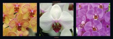 Reprodukce - Květiny - Orchidées, Laurent Pinsard