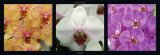 Reprodukce - Květiny - Orchidées