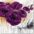 Reprodukce - Květiny - Pavot violet IV