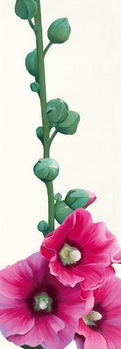 Reprodukce - Květiny - Pink Hollyhock III, Stephanie Andrew