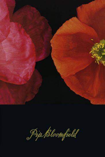 Reprodukce - Květiny - Poppy Duo I, Pip Bloomfield