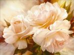 Reprodukce - Květiny - True Romance