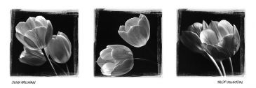 Reprodukce - Květiny - Tulip Collection, Ilona Wellmann
