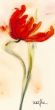 Reprodukce - Květiny - Tulipe I